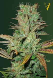 Семена Victory seeds Somango fem 10 шт.