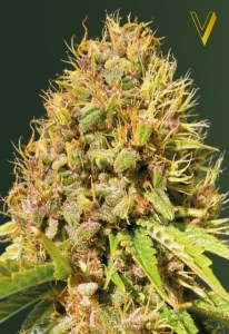 Семена Victory seeds Super Mazar fem 10 шт.