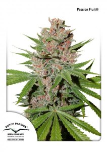 Семена Dutch Passion Passion fruit feminized