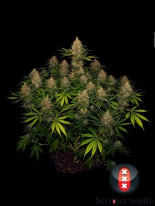 Семена Serious seeds Strawberry Akeil feminized